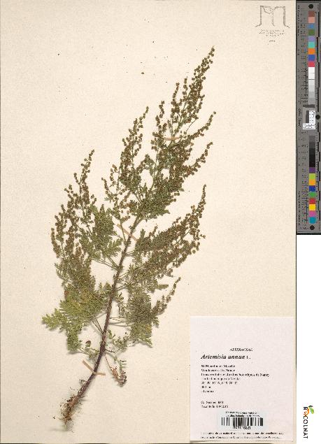 spécimen de Artemisia annua