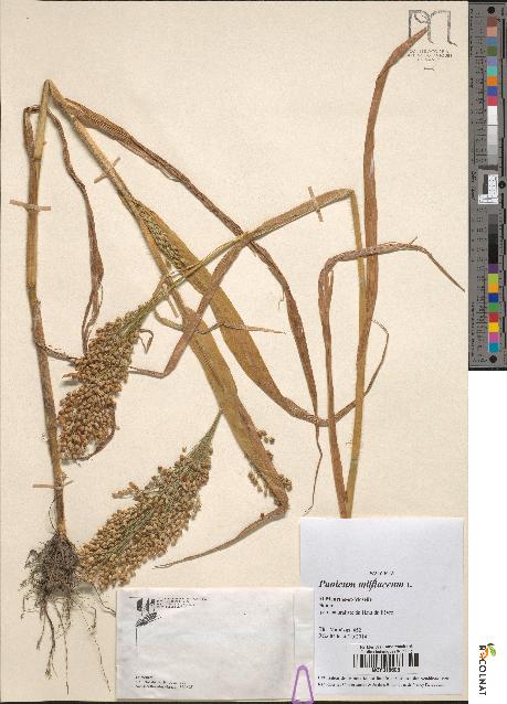 spécimen de Panicum miliaceum