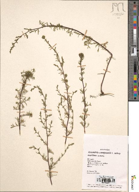 spécimen de Artemisia campestris