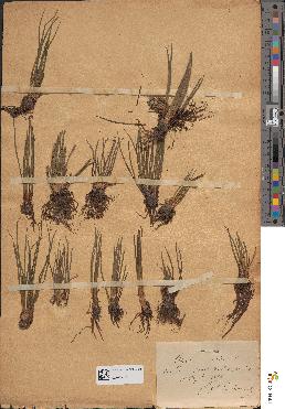 spécimen de Isoetes lacustris
