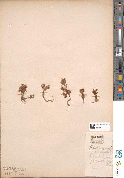 spécimen de Montia rivularis