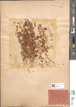 spécimen de Montia rivularis
