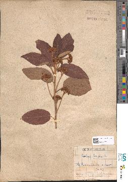 spécimen de Dombeya ferruginea