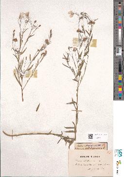 spécimen de Linum usitatissimum