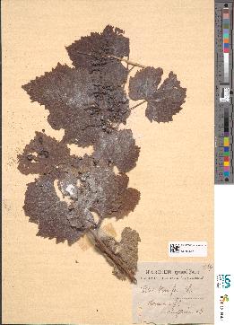 spécimen de Vitis vinifera