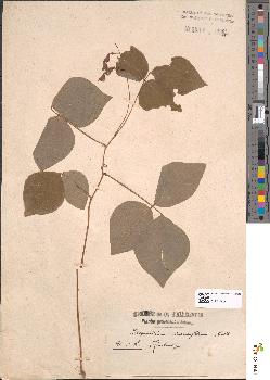 spécimen de Desmodium pauciflorum