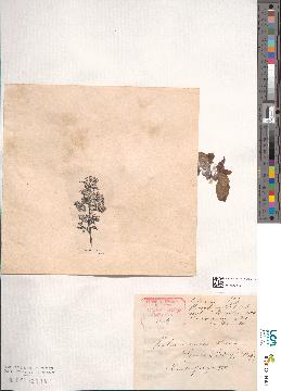 spécimen de Malus sylvestris