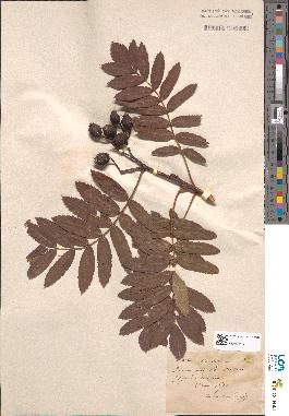 spécimen de Sorbus domestica