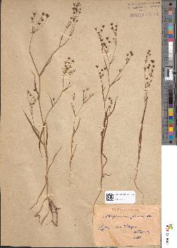 spécimen de Bupleurum gerardii