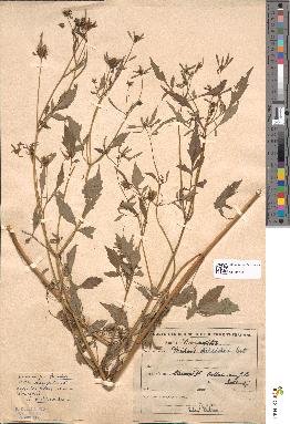 spécimen de Bidens vulgata
