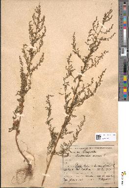 spécimen de Artemisia annua