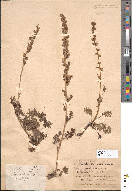 spécimen de Artemisia atrata