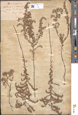 spécimen de Artemisia austriaca