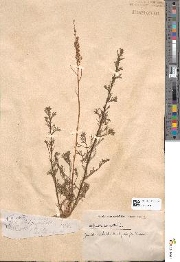 spécimen de Artemisia campestris