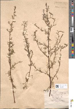 spécimen de Artemisia campestris