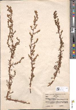 spécimen de Artemisia campestris