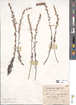 spécimen de Artemisia alba