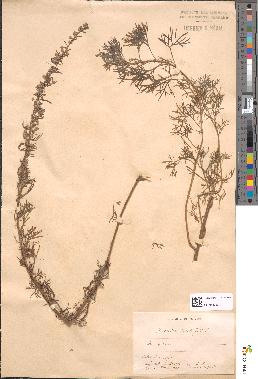 spécimen de Artemisia alba