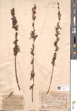 spécimen de Artemisia chamaemelifolia