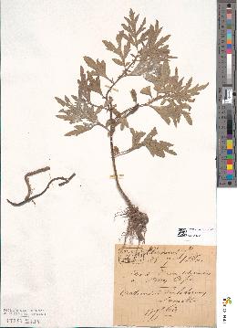 spécimen de Artemisia scoparia