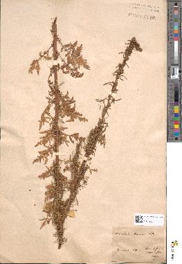 spécimen de Artemisia biennis