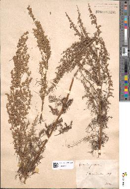 spécimen de Artemisia procera