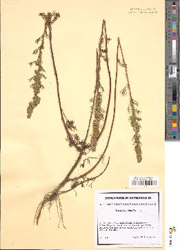 spécimen de Artemisia alba