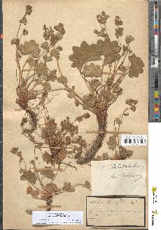 spécimen de Alchemilla hybrida