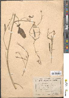 spécimen de Brassica nigra
