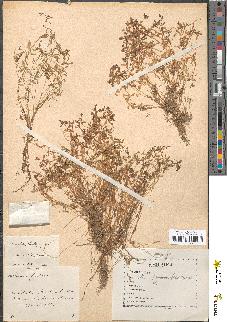 spécimen de Montia rivularis