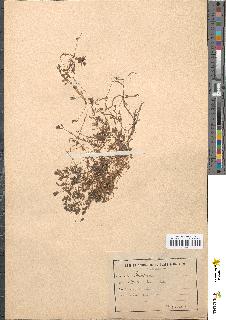 spécimen de Montia rivularis