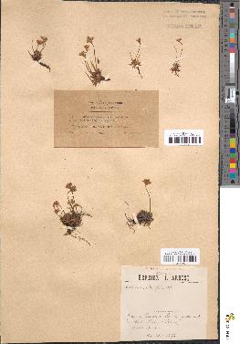 spécimen de Androsace obtusifolia