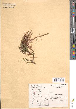 spécimen de Cuscuta epithymum