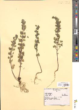 spécimen de Teucrium botrys