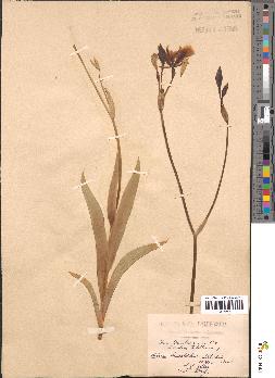 spécimen de Iris dichotoma