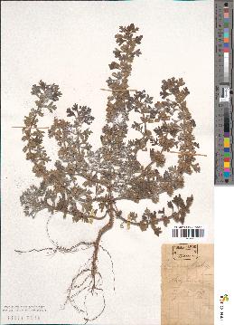 spécimen de Teucrium botrys