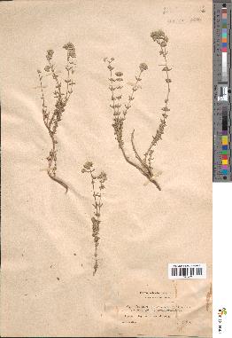 spécimen de Teucrium capitatum
