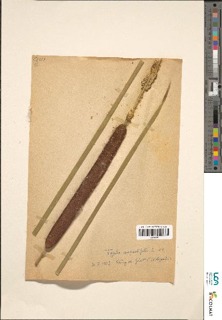 spécimen de Typha sp.