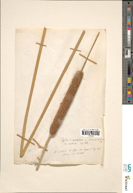 spécimen de Typha sp.