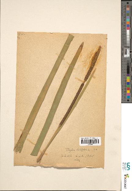 spécimen de Typha sp.