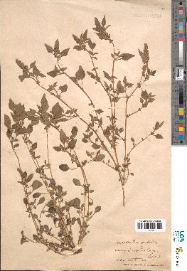 spécimen de Amaranthus deflexus
