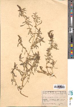 spécimen de Amaranthus muricatus