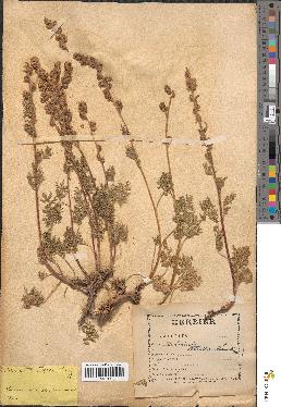spécimen de Artemisia atrata
