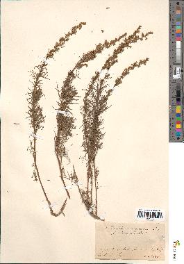 spécimen de Artemisia campestris