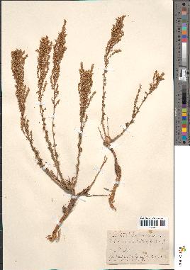 spécimen de Artemisia crithmifolia