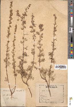 spécimen de Artemisia camphorata