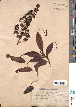 spécimen de Nepenthes madagascariensis