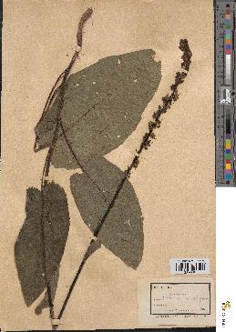 spécimen de Verbascum nigrum