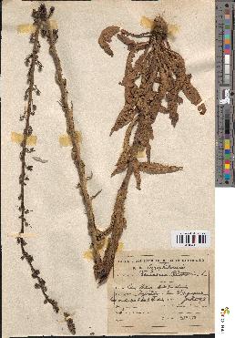 spécimen de Verbascum blattaria
