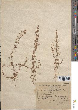 spécimen de Anagallis arvensis